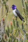 Image. Ecuador-Andenkolibri
