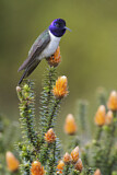 Image. Ecuador-Andenkolibri