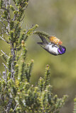Image. Ecuador-Andenkolibri