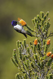 Image. Ecuador-Andenkolibri