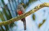 Image. Ecuadorian Trogon