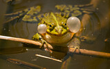 Image. Edible Frog