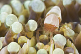 Image. Egg Shell Shrimp