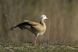 Image. Egyptian Goose