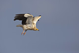 Image. Egyptian Vulture