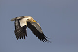 Image. Egyptian Vulture
