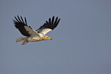 Image. Egyptian Vulture