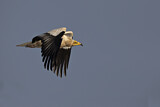 Image. Egyptian Vulture