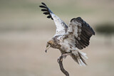 Image. Egyptian Vulture