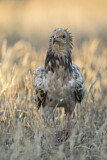 Image. Egyptian Vulture