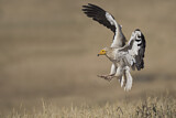 Image. Egyptian Vulture