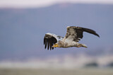 Image. Egyptian Vulture