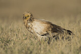 Image. Egyptian Vulture