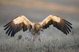 Image. Egyptian Vulture