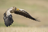 Image. Egyptian Vulture