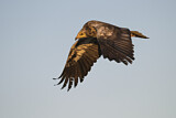 Image. Egyptian Vulture