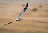 Image. Egyptian Vulture