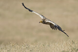 Image. Egyptian Vulture