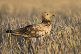 Image. Egyptian Vulture