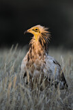 Image. Egyptian Vulture