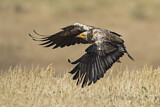 Image. Egyptian Vulture