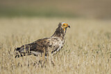 Image. Egyptian Vulture