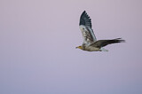 Image. Egyptian Vulture