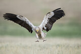 Image. Egyptian Vulture