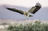 Image. Egyptian Vulture