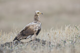 Image. Egyptian Vulture