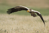 Image. Egyptian Vulture