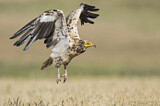Image. Egyptian Vulture