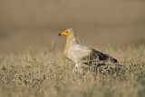Image. Egyptian Vulture