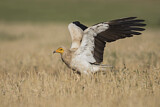 Image. Egyptian Vulture