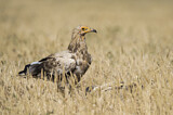 Image. Egyptian Vulture
