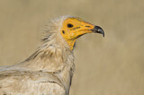 Image. Egyptian Vulture