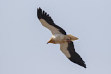 Image. Egyptian Vulture