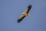 Image. Egyptian Vulture