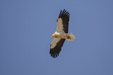 Image. Egyptian Vulture