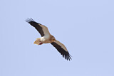 Image. Egyptian Vulture