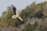 Image. Egyptian Vulture