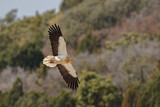 Image. Egyptian Vulture