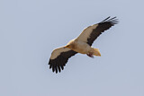 Image. Egyptian Vulture