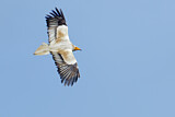 Image. Egyptian Vulture