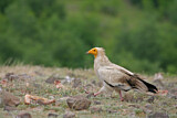 Image. Egyptian Vulture