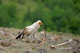 Image. Egyptian Vulture