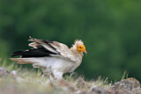 Image. Egyptian Vulture