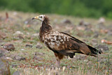 Image. Egyptian Vulture