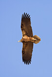 Image. Egyptian Vulture
