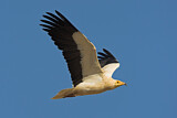Image. Egyptian Vulture
